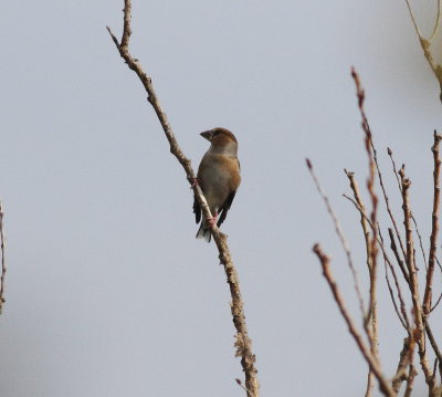 Hawfinch (Coccothraustes coccothraustes)