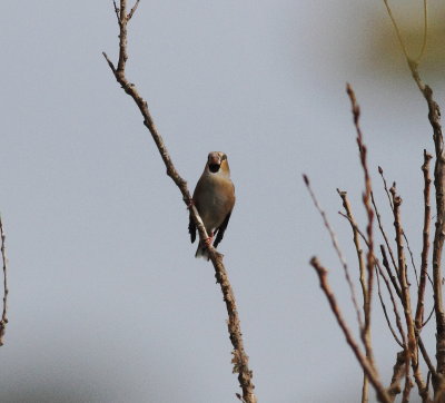 Hawfinch (Coccothraustes coccothraustes)