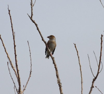 Hawfinch (Coccothraustes coccothraustes)