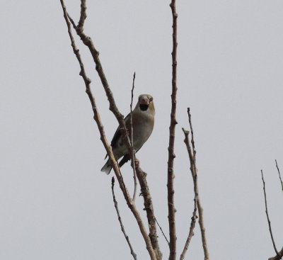 Hawfinch (Coccothraustes coccothraustes)