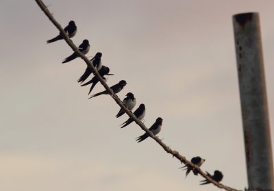 Swallow (Hirundo rustica)
