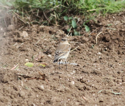 Northern Wheatear (Oenanthe oenanthe)