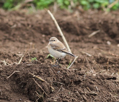 Northern Wheatear (Oenanthe oenanthe)