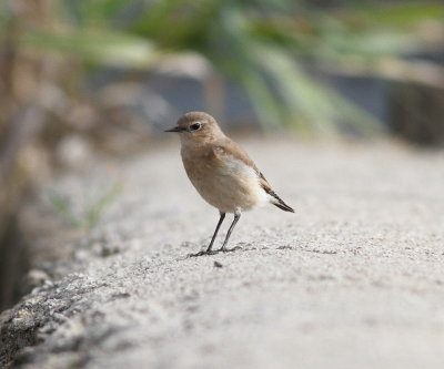 Northern Wheatear (Oenanthe oenanthe)