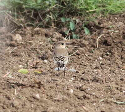 Northern Wheatear (Oenanthe oenanthe)