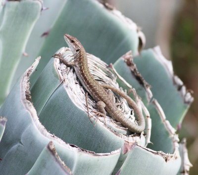 Italian Wall lizard