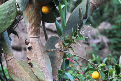 Red-breasted Flycatcher (Ficedula parva)