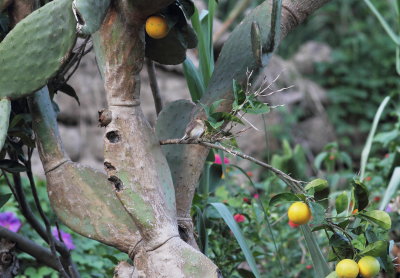 Red-breasted Flycatcher (Ficedula parva)