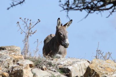 Donkey