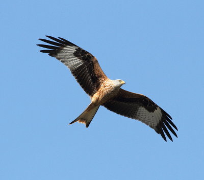 Red Kite (Milvus milvus)