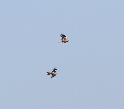 red_kite