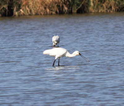 Spoonbill (Platalea leucorodia)