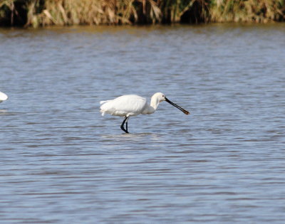 Spoonbill (Platalea leucorodia)