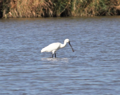 Spoonbill (Platalea leucorodia)