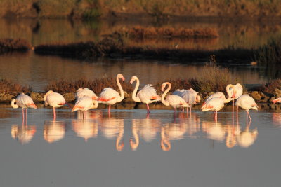 Greater Flamingo (Phoenicopterus roseus)