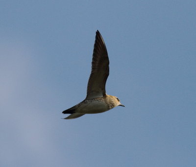 Golden Plover (Plvialis apricaria)