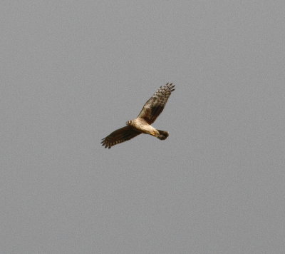 Hen harrier (Circus cyaneus)