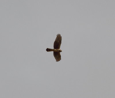 Hen harrier (Circus cyaneus)