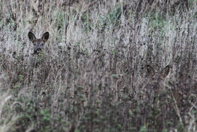 Roe Deer (Capreolus capreolus)