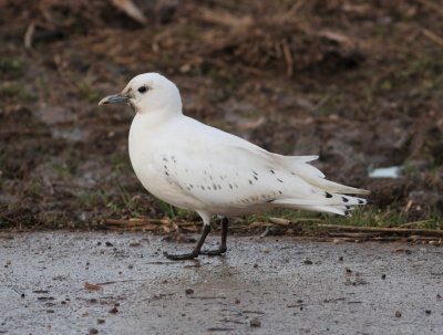 Ivory Gull (Pagophila eburnea)
