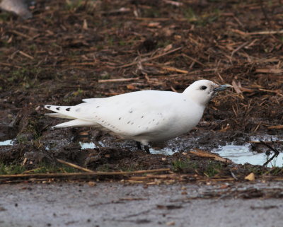 Ivory Gull (Pagophila eburnea)