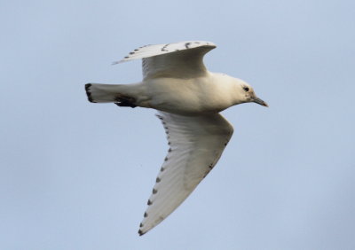 Ivory Gull (Pagophila eburnea)