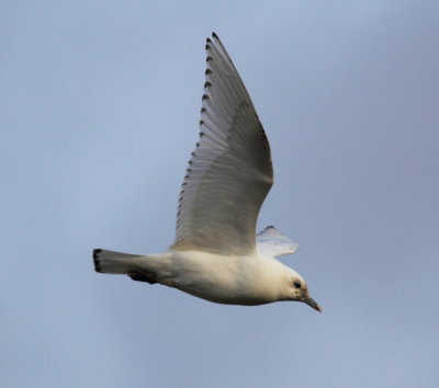 Ivory Gull (Pagophila eburnea)