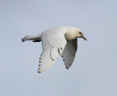 ivory_gull