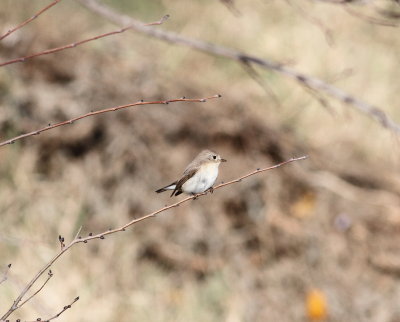Red-breasted Flycatcher (Ficedula parva)