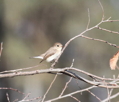 Red-breasted Flycatcher (Ficedula parva)