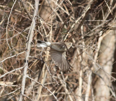 Red-breasted Flycatcher (Ficedula parva)