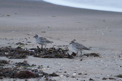 Grey Plover (Pluvialis squatarola)