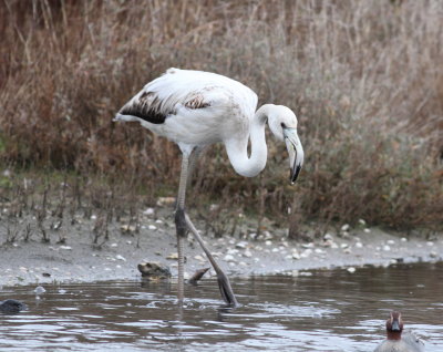 Greater Flamingo (Phoenicopterus roseus)