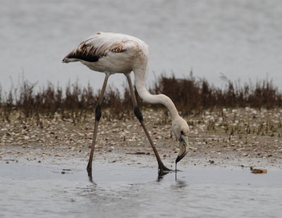 phoenicopteridae
