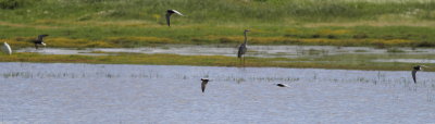Black tern (Chlidonias niger).jpg