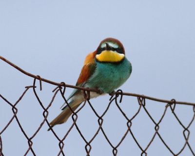 Bee-eater (Merops apiaster)