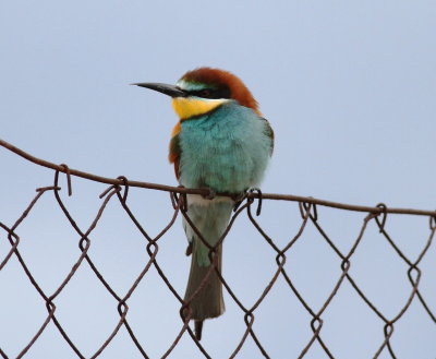 Bee-eater (Merops apiaster)