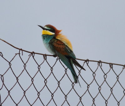 Bee-eater (Merops apiaster)