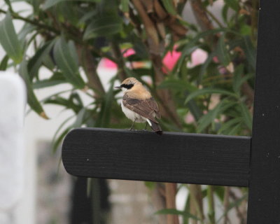 Black-eared Wheatear ( Oenanthe hispanica)