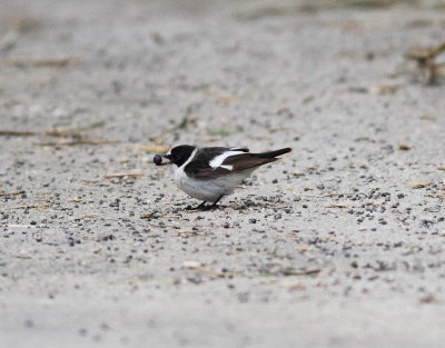 Collared Flycatcher (Ficedula albicollis)