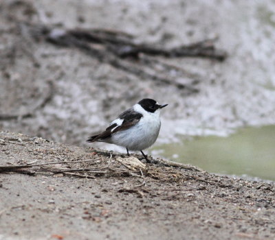 Collared Flycatcher (Ficedula albicollis)