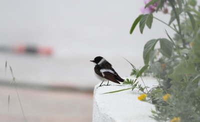Collared Flycatcher (Ficedula albicollis)