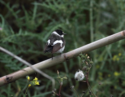 Collared Flycatcher (Ficedula albicollis)