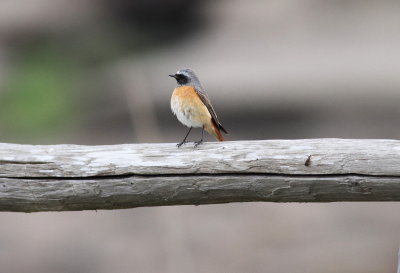 Common Redstart (Phoenicurus phoenicurus)