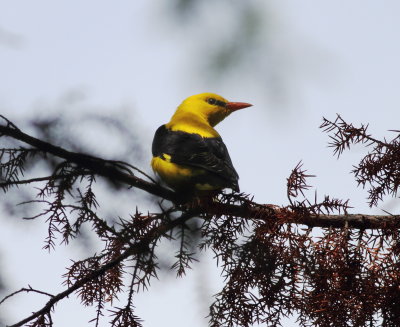 Golden Oriole (Oriolus oriolus)