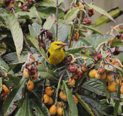 Golden Oriole (Oriolus oriolus)