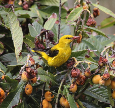 Golden Oriole (Oriolus oriolus)
