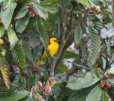 Golden Oriole (Oriolus oriolus)