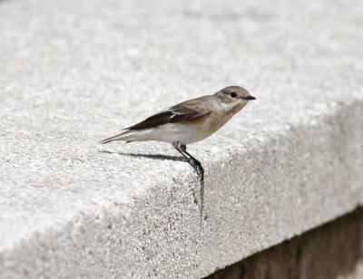 Pied Flycatcher (Ficedula hypoleuca)