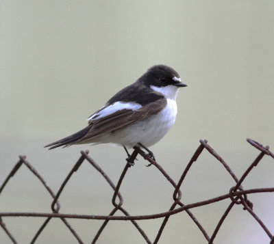 Pied Flycatcher (Ficedula hypoleuca)